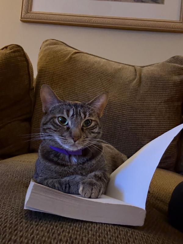 My family's cat, Winnie, sits posing in front of my open book like she's reading. She has a dark brown coat with stripes and wears a purple collar.