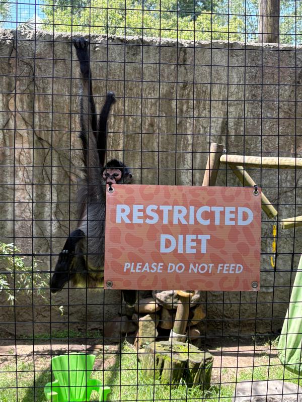 A spider monkey at the Hattiesburg Zoo gnaws on the corner of a sign labelled "RESTRICTED DIET: PLEASE DO NOT FEED".