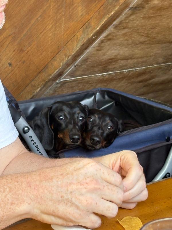 My aunt and uncle's two dachshunds, Lewis and Clark, sit together in their dog stroller at an outdoor Mexican restaurant as they watch my uncle break apart a tortilla chip for them to share.