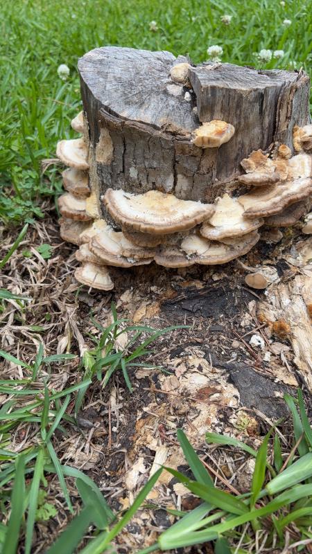A photo of a tree stump covered in brown and white "latte bracket" mushrooms in my family's backyard.