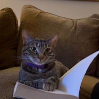 My family's cat, Winnie, sits posing in front of my open book like she's reading. She has a dark brown coat with stripes and wears a purple collar.