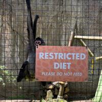 A spider monkey at the Hattiesburg Zoo gnaws on the corner of a sign labelled "RESTRICTED DIET: PLEASE DO NOT FEED".