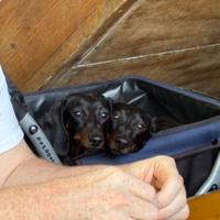 My aunt and uncle's two dachshunds, Lewis and Clark, sit together in their dog stroller at an outdoor Mexican restaurant as they watch my uncle break apart a tortilla chip for them to share.
