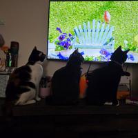 Trio Cat TV<br /><br />
