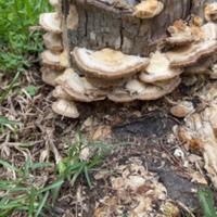 A photo of a tree stump covered in brown and white "latte bracket" mushrooms in my family's backyard.