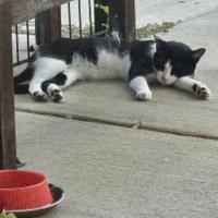 Library Cat Darcy Having a Nap