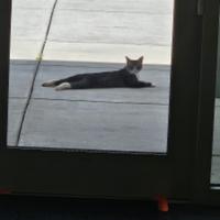Library Cat Benny Stretching on the Pavement