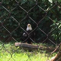 The Bald Eagle Stare