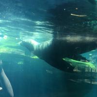 Swimming Sea Lion