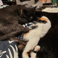 Trio Snuggles<br /><br />
