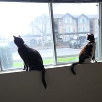 Curious Moon and Aurora<br /><br />

