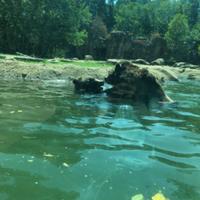 Playful Bears